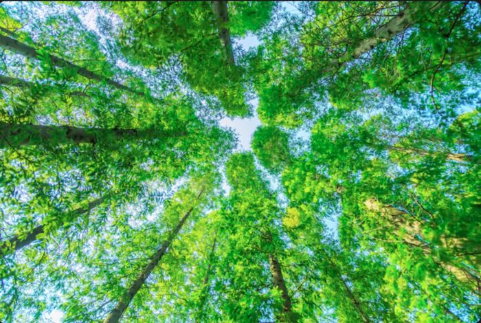 Green 2
